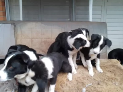 Pure Bred Border Collie Puppies