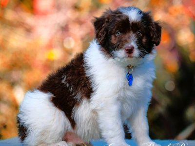 Chocolate Bordoodles