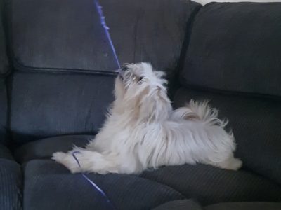 Maltese x Shih Tzu Puppies – Ready mid Oct