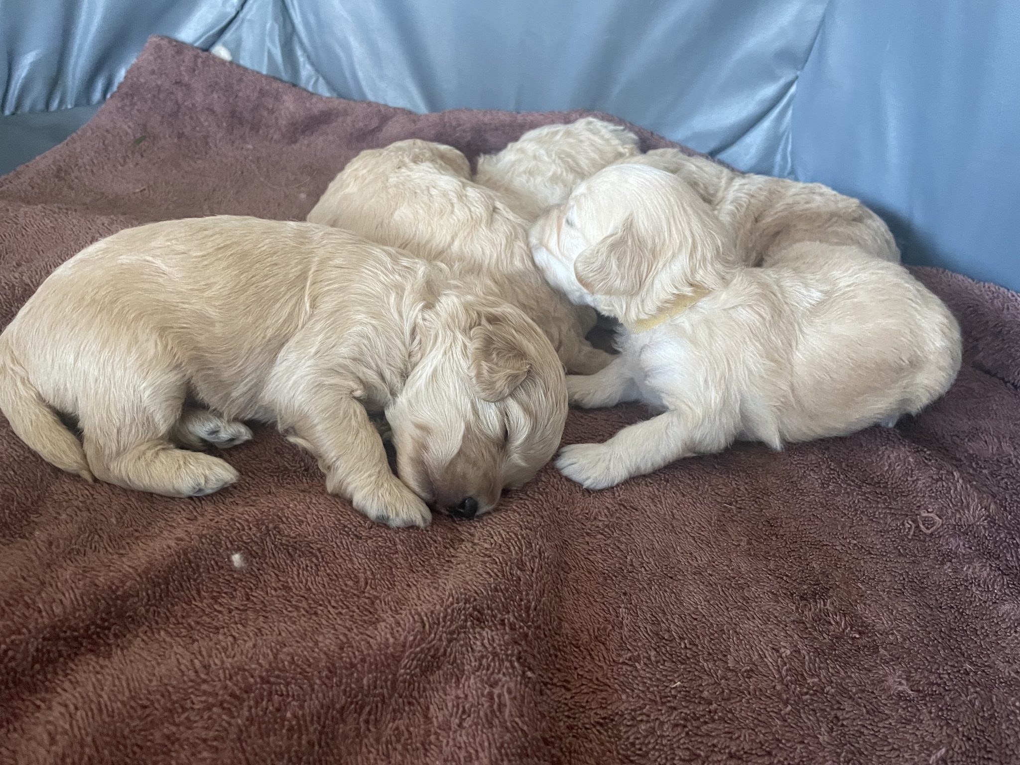 Mini Poodle x Puppy