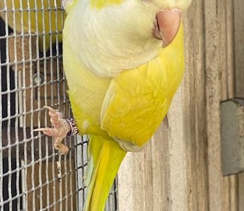MUTATION QUAKER PARROTS