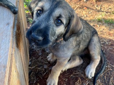 Irish Wolfhound Puppies for sale