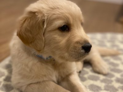 Pure Bred Golden Retrievers