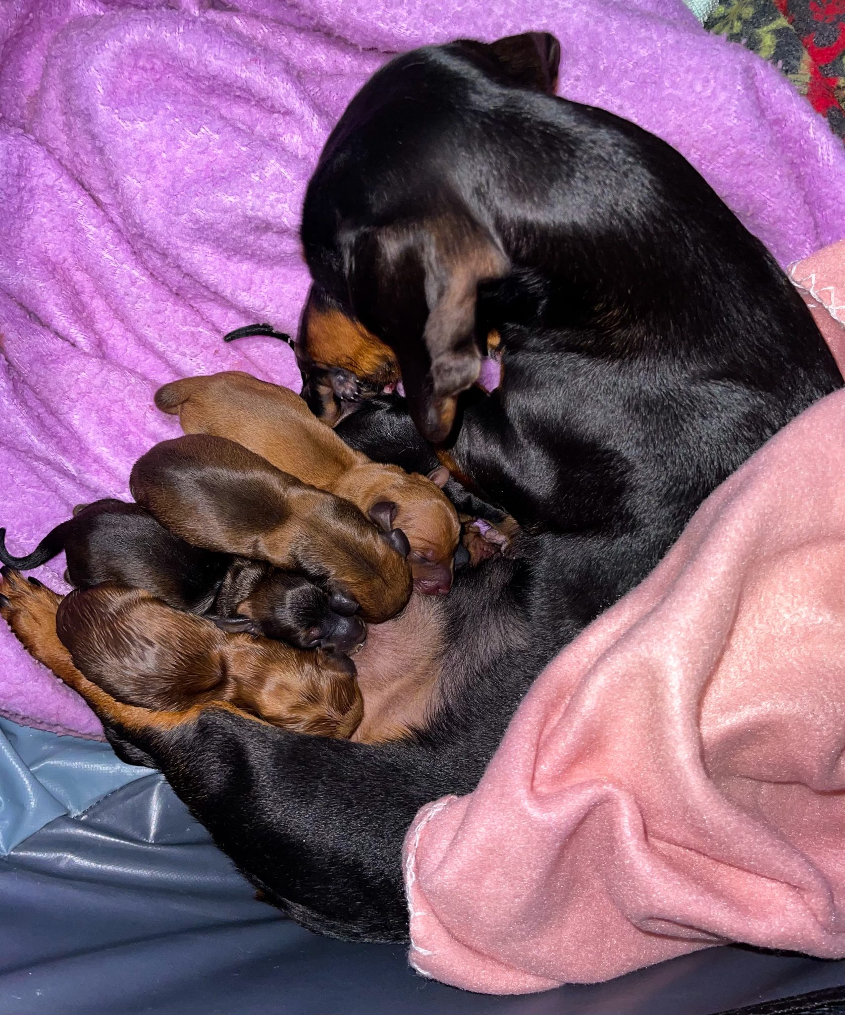 Miniature Dachshund Puppies (Available October)