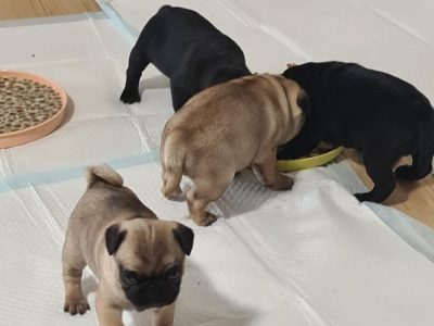 Adorable playful Purebred Pug puppies