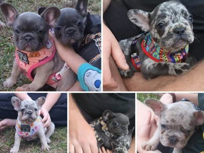 Quality French Bulldog puppies