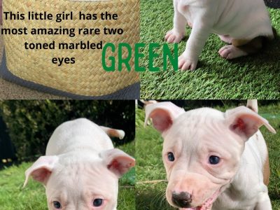 American Staffordshire and American Bulldog