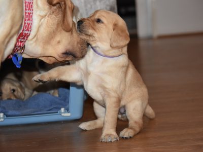 Labradoodles – Available from 10/09/2022