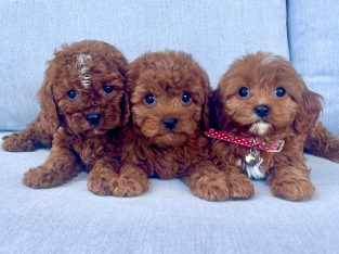 TOY CAVOODLES – DNA GUARANTEE & TOILET TRAINED!