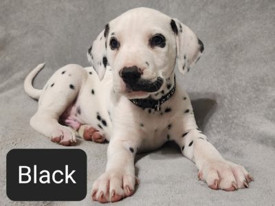 Pure-bred Dalmatian Puppies