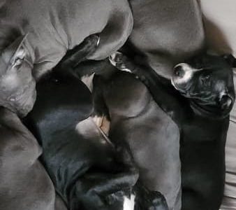 American Staffy x English Staffy puppies for sale