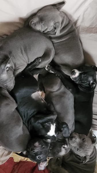American Staffy x English Staffy puppies for sale