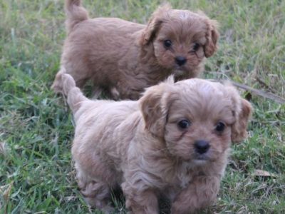 cavoodle 1st generation