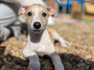 Whippet Puppies Ready For New Home