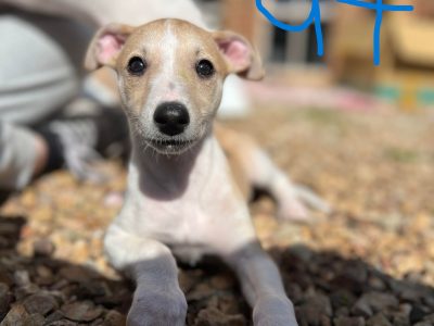 Whippet Puppies Ready For New Home