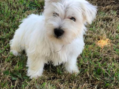 West highland white terriers