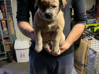 Pure Breed Cattle dogs