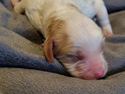 Spavoodle Puppies for Sale
