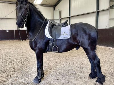 Buy Friend Mare and gelding