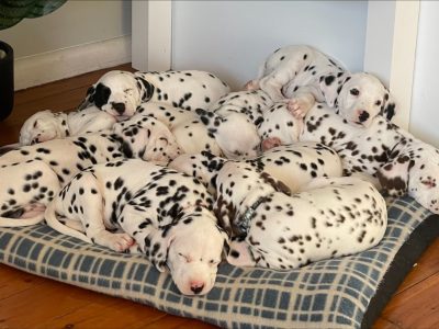 Purebred Dalmatian Puppies