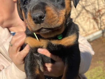 3/4 german shepard ,1/2 rottweiler pups for sale