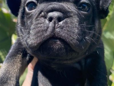French Bulldog Puppies