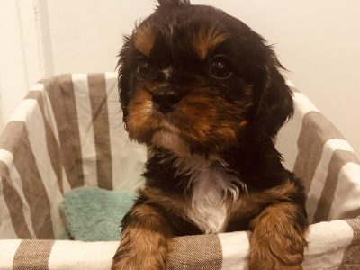 Cavalier King Charles puppies