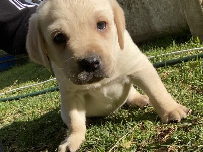 Purebred Labrador puppies