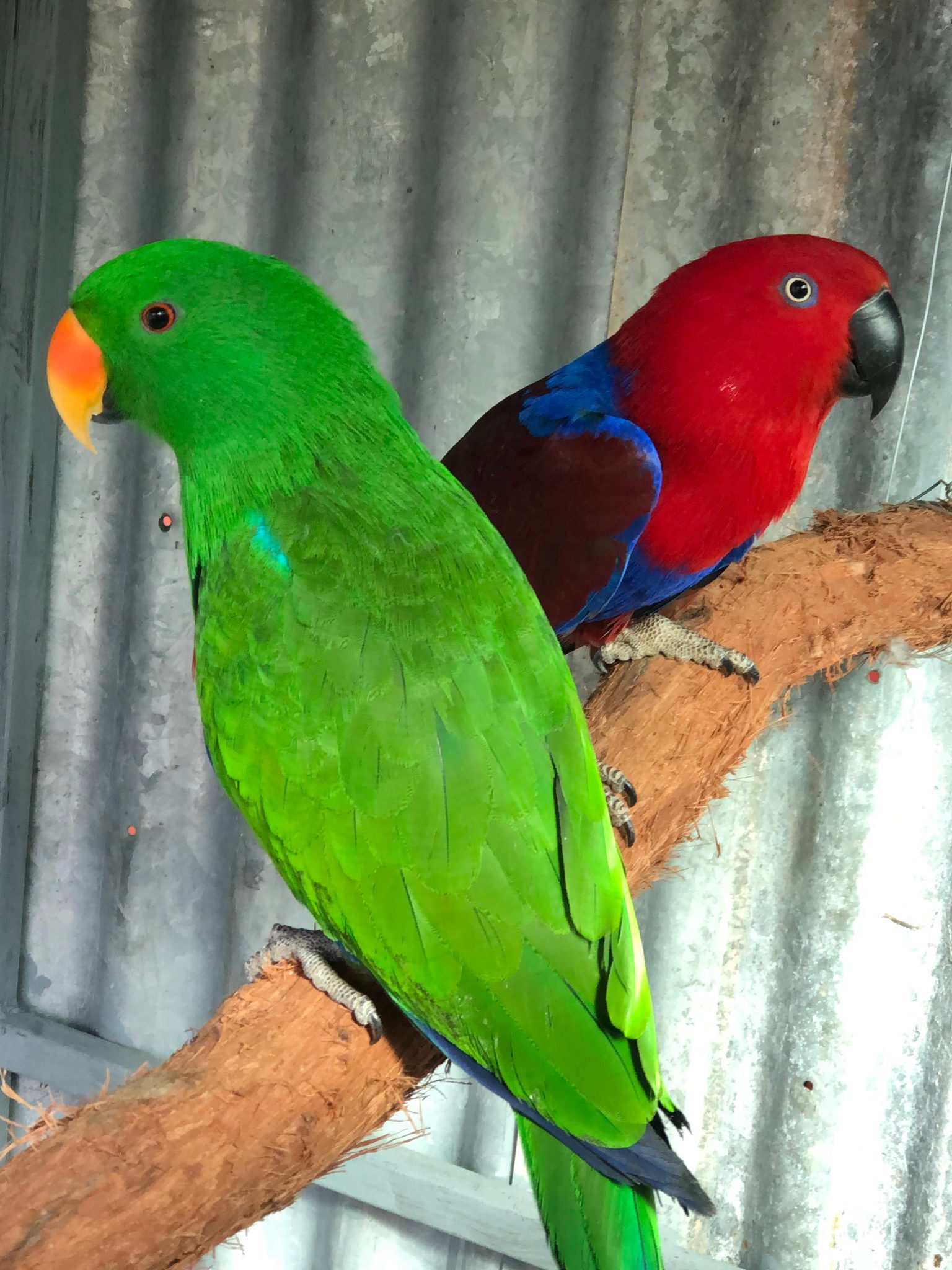 Microchipped Eclectus