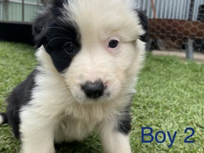 Purebred Border Collies