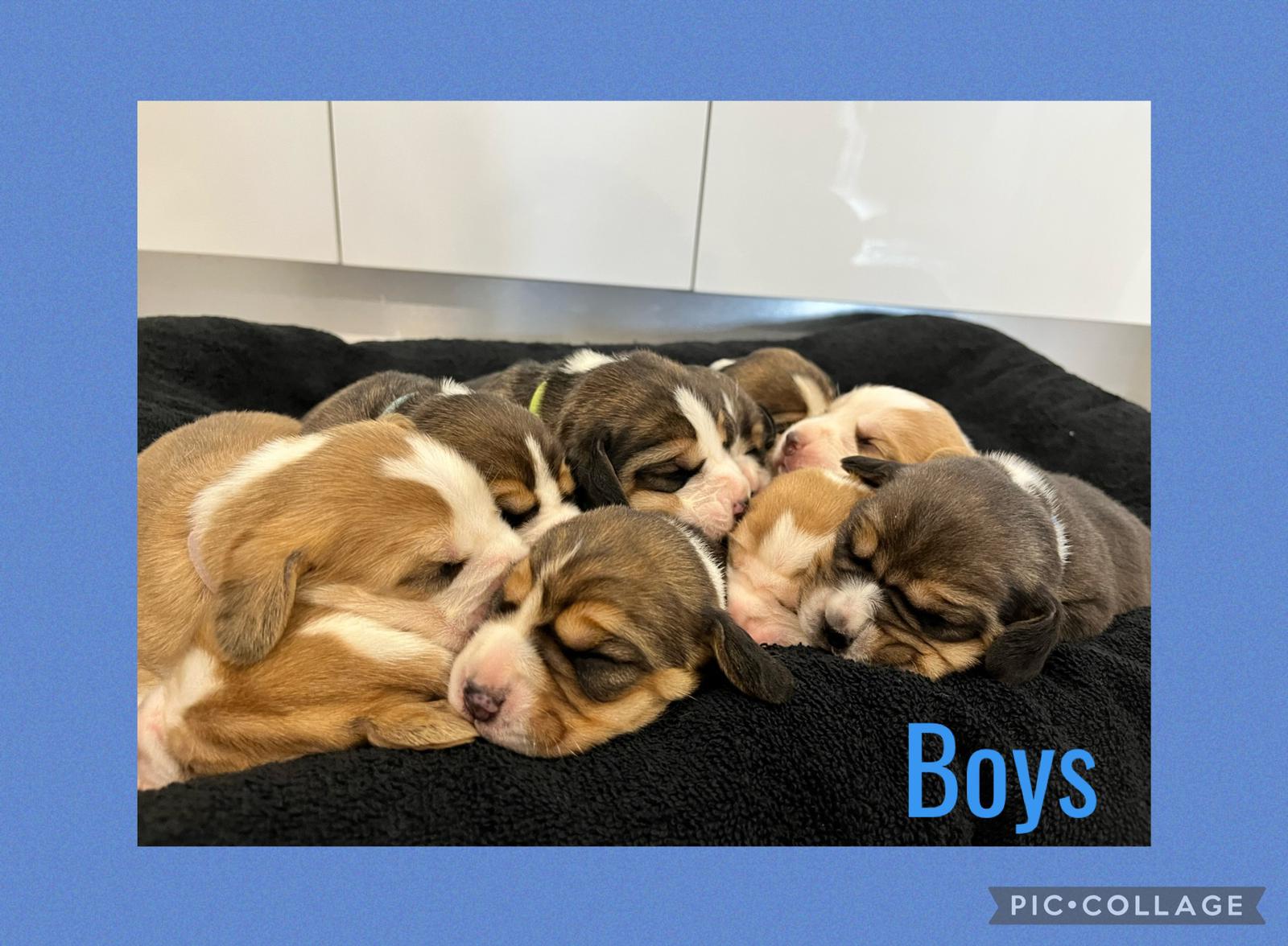 Pure Breed Beagle puppies puppy bred tri colour