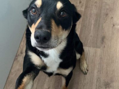 Australian kelpies for sale