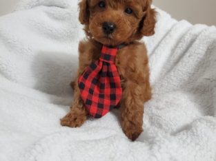 red mini poodle for sale near me