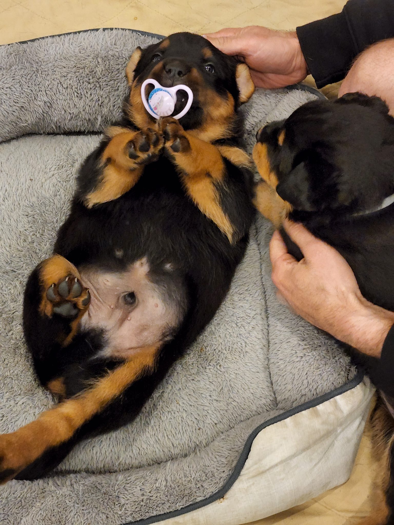 Purebred Rottweiler Puppies- Socialised - PetsForHomes