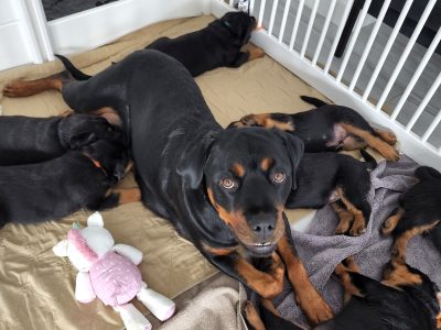 Purebred Rottweiler Puppies- Socialised
