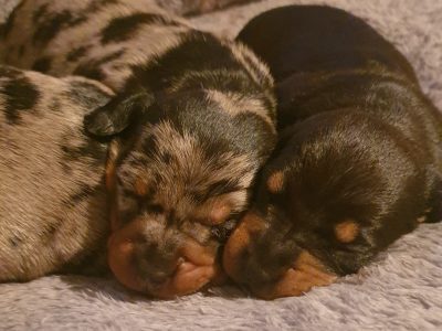 Purebred Miniture Dachshunds