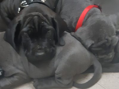 Neapolitan mastiff x puppies. 9 weeks old.