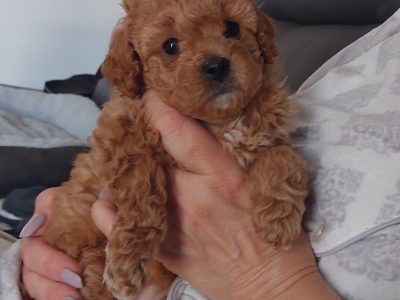Minature / Toy red Cavoodle