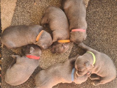 PUREBRED BLUE STAFFY (English)