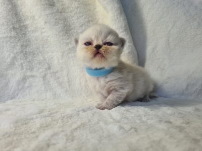 PERSIAN KITTENS FOR SALE