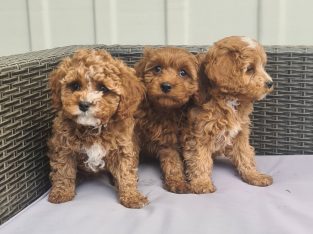 3 Girl Cavoodles Toy – F2 Ready 20th September 22
