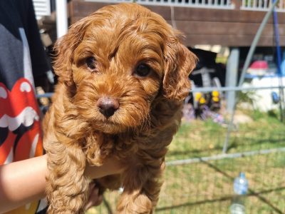 RED AND BLACK MALES READY NOW