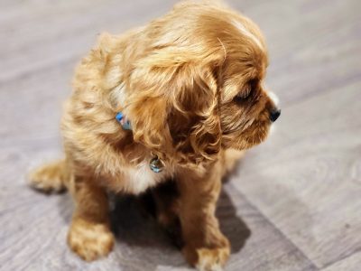 Purebred ruby cavalier ready now