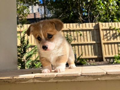 Pure Bred Pembroke Welsh Corgi – Tan Boy