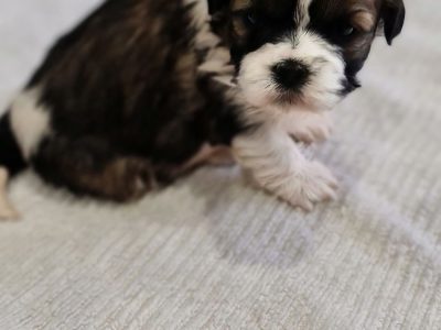 Shih Tzu puppies for sale