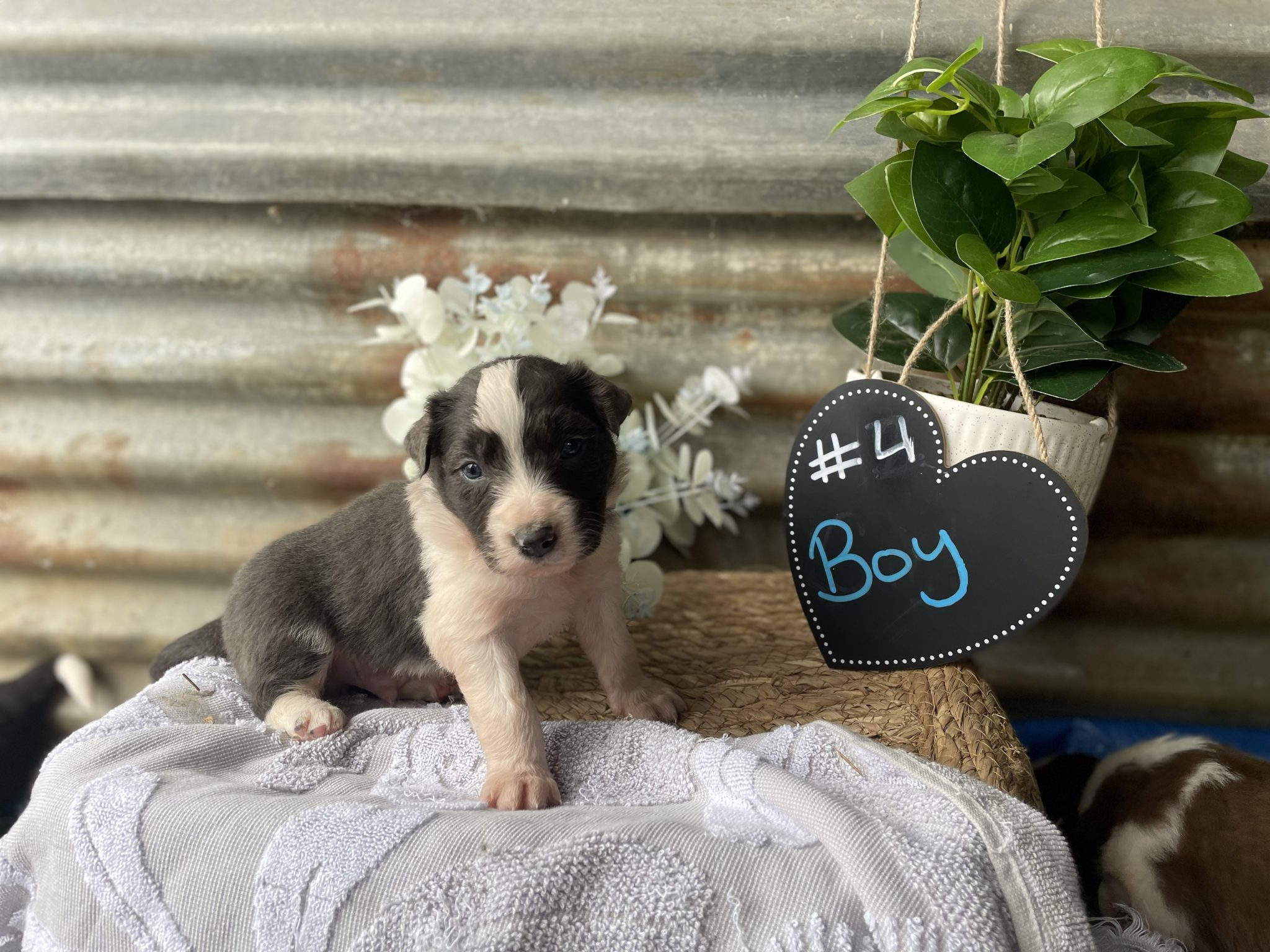 Gorgeous Border Collie Pups - PRICE REDUCED