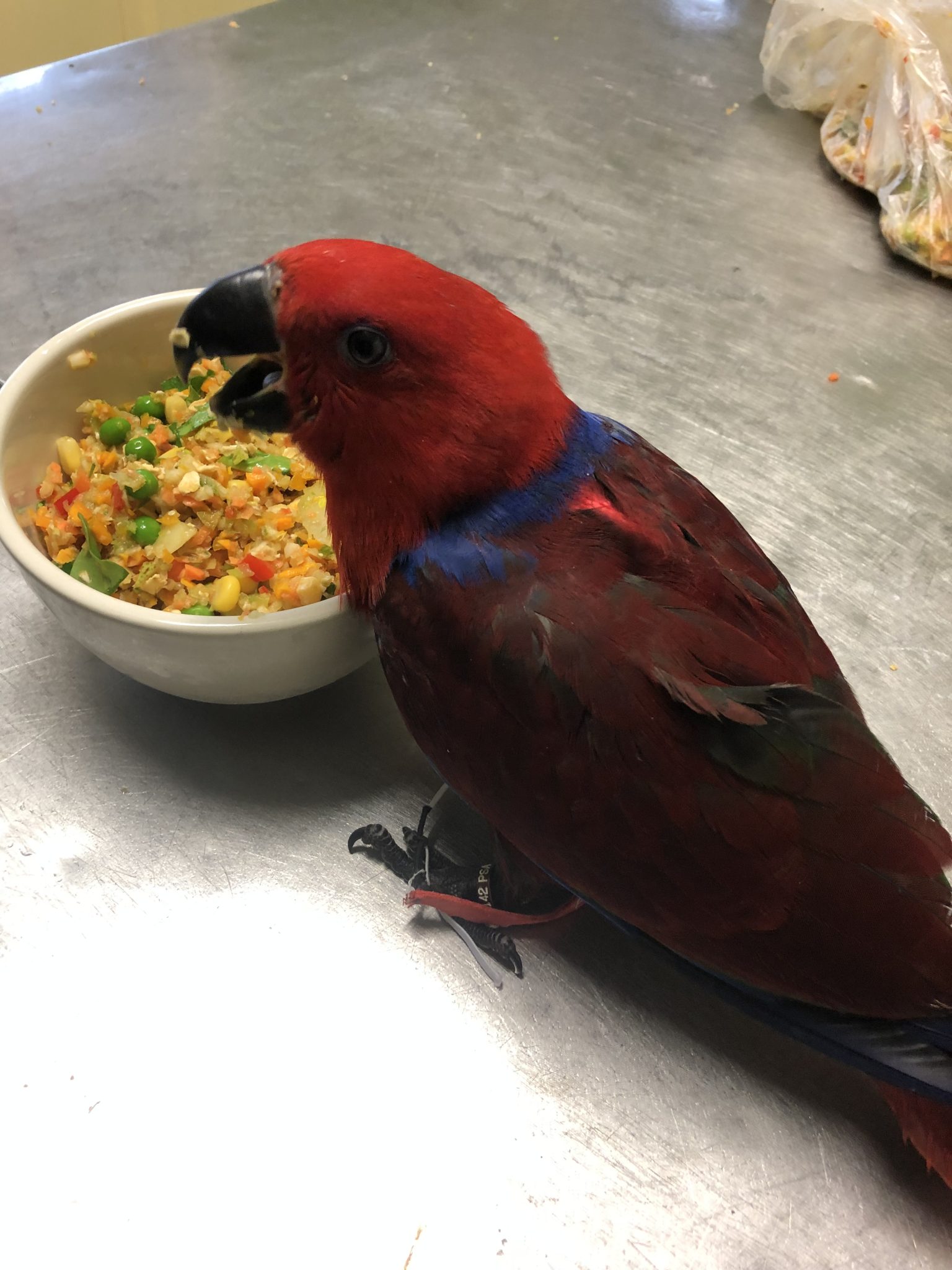 Microchipped Eclectus