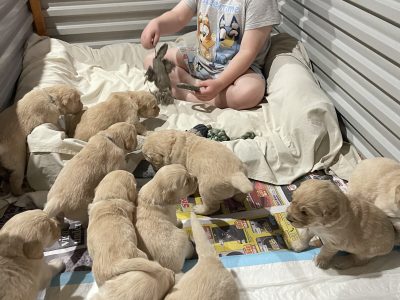Purebred Golden retriever puppies