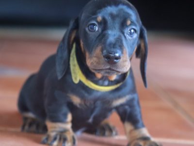 Mini Dachshund Puppies – purebred