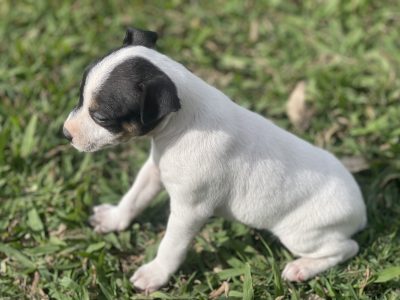 Mini Foxie (foxy) Puppies